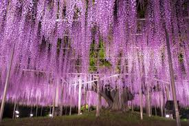 During the spring, the cherry blossom tree (prunus serrulata) erupts into pink clouds composed of tiny blossoms. Wisteria Tree In Ashikaga Japan Is The Most Beautiful On Earth