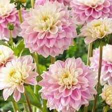 Pin On Garden Inspiration