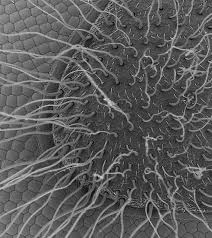 Curly Hair Electron Microscope Images Scanning Electron Microscopy Microscopy