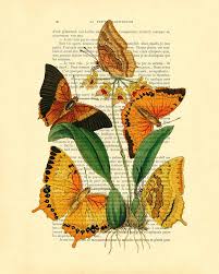 Check spelling or type a new query. Orange And Yellow Butterflies Art Digital Art By Madame Memento