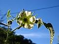 Image result for Rubus kirungensis