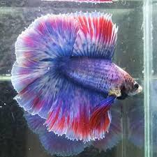 Just Betta Supplies 270 Photos Pet Supplies 430 Upper Changi Road 01 85 Singapore Singapore 487048