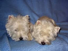 So, before you commit to a new dog, be sure to research any breeders and be wary of puppy mills. Family From Westies Of Rainbow Palace