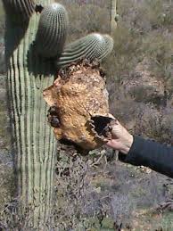 Facts about a saguaro cactus 3. This Is A Cactus Boot The Scab A Cactus Makes When An Animal Makes A Hole In A Cactus To Live In It Saguaro Cactus Make Desert Animals Cactus Boots Cactus