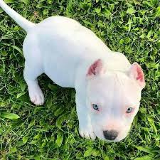 Pin By Dii Rosa On Tvarini In 2020 Pitbull Terrier Puppies American Pitbull Terrier Puppy Pitbull Puppies