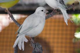 Black Bird With White Tail Uk Canary Colours Canary Finches And Canaries Guide Omlet Uk Pet Birds Canary White Canary