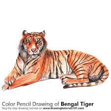 If you want to draw royal bengal tiger, follow our tutorial. Bengal Tiger Colored Pencils Drawing Bengal Tiger With Color Pencils Drawingtutorials101 Com