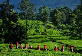 Meskipun kebun teh kayu aro secara geografis berada di provinsi jambi, akan lebih cepat jika kamu mencapainya dari kota padang. Foto Menyusuri Perkebunan Teh Di Puncak Bogor Kumparan Com