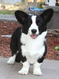 Black And White Cardigan Welsh Corgi Puppy Arylan Cardigan Welsh Corgis Wicca Page Corgi Welsh Corgi Pembroke Welsh Corgi