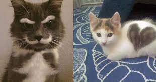 15 cats with the most unique fur patterns in the world cats cat fur hipster cat