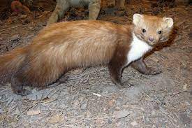 Kune (mustelidae) su porodica psolikih zvijeri.to je porodica u koju pripada vrlo veliki broj vrsta. Kuna Pregrizla Kablove 3500 Kuca Ostalo Bez Struje