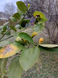 Feb 01, 2021 · leaves on a meyer lemon tree curling can be a sign of a pest problem, such as aphids or whiteflies, or overwatering the tree. Lemon Tree Leaves Curled And Waxy Miners Gardening