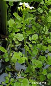 Nasturtium Echte Brunnenkresse Unkraut Im Garten Pflanzen Krauter Pflanzen