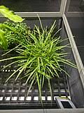 Image result for Pteris auquieri