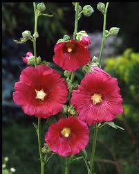 Image result for Alcea rosea
