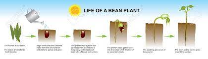 It is through the process of dying that the seed bears life and is transformed into a fresh new plant. Seed Germination Is A Process By Which A Seed Embryo Develops Royalty Free Cliparts Vectors And Stock Illustration Image 98731346