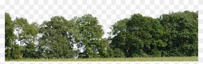 Integrated in adobe apps · curated by experts · editorial images 0 Tree Background Wallpaper Tree For Background Png Trees Background Png Hd Transparent Png 3889x1053 2409009 Pngfind