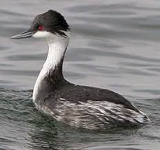 Gray Bird With Red Mohawk Junin Grebe Podiceps Taczanowskii Junin Flightless Grebe Grebe Or Puna 17 Best Images About Podicipediformes On Pinteres Aquatic Birds Pet Birds Nature Birds