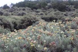Bunga edelweis atau edelweiss adalah bunga yang langka dan mendapat julukan 'bunga abadi'. Indonesia Go Id Merekah Di Ketinggian Nusantara