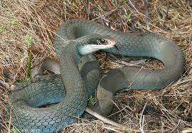 Blue Racer Very Common Snake To North Texas A Member Of The Rat Snake Family It Is Highly Beneficial In The Consumption Of Rats Serpent Divinite