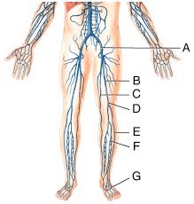 Moving filtrate from the nephrons to the blood. Chapter 21 Flashcards Easy Notecards