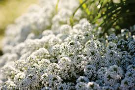 Albero con fiori profumatissimi / trova una vasta selezione di fiori albero natale a decorazioni per albero di natale a prezzi vantaggiosi su ebay. 15 Fragrant Plants That Will Make Your Garden Smell Amazing Piante Da Giardino Piante Da Esterni Coltivare I Fiori