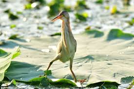 Ixobrychus Sinensis Long Legs And Longer Neck Did You Know This Bird Before Fonpoo Animal Birds Pets Online Animals Love Your Pet