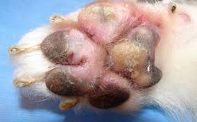 Open 7 days a week. Northwest Animal Allergy Dermatology