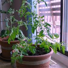 Give your tomato plant banana peelings, egg shells, and coffee grounds. How To Grow Tomatoes Indoors Northern Homestead