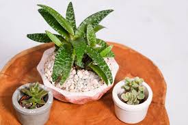 Selección de cactus y suculentas que no te puedes perder. Por Dentro Bienestar Plantas Que Pueden Soportar Altas Temperaturas De Calor