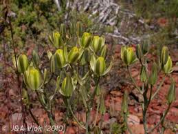 Image result for Albuca setosa