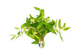 Image result for Nesaea heptamera