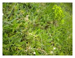 Image result for Phyllanthus pseudoniruri