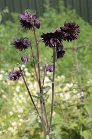 Dig over the soil, adding in leaf mould or garden compost, to improve drainage. Aquilegia Vulgaris Black Barlow