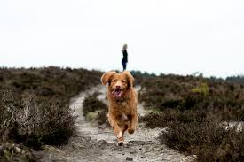 We did not find results for: How Can I Teach My Dog Recall To Come When Called Rspca Knowledgebase