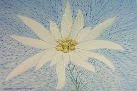 Edelweiss Flower Cerca Con Google Edelweiss Flower Flowers Flower Art