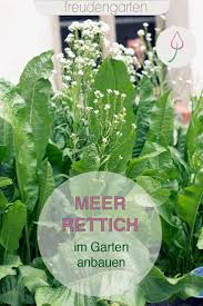 Meerrettich Anbauen Pflegen Ernten Vermehren In 2020 Meerrettich Pflanzen Pflanzen Garten Anpflanzen