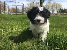 Black And White Havanese Puppy Black And White Havanese Baby Havaneser