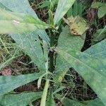 Image result for Anthocleista vogelii