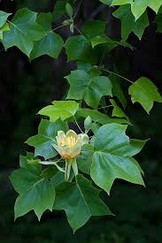 Small flowering trees bring exciting color to any south florida yard, large or small. 11 Alabama Native Plants Trees Ideas Plants Trees To Plant Native Plants