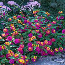 Lantana Landmark Rose Sunrise Plants Lantana Flower Garden