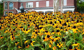 Give your garden the brilliant color of our finest plants and flowers. Our Natives Are Right At Home Mcdonald Garden Center