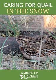 Garden Up Green Startle Garden And Quail Raising Quail Quail Chickens Backyard
