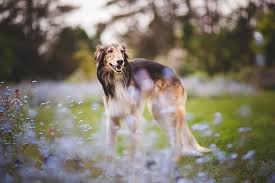 See more of borzoi on facebook. Dogs Borzoi Depth Of Field Dog Pet Hd Wallpaper Wallpaperbetter