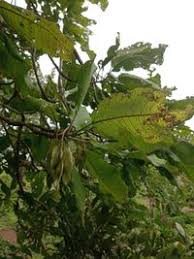 Image result for Terminalia macroptera