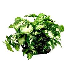 Syngonium Pixie Tanaman Pot Tanaman