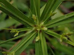 Image result for Cyperus sp.no.6