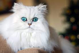 Mèo ba tư
