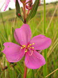 Image result for Dissotis