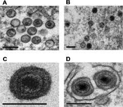 Image result for Lepistemon owariensis